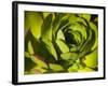 Giant Lobelia Plant Close-up-Anna Miller-Framed Photographic Print