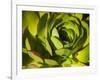 Giant Lobelia Plant Close-up-Anna Miller-Framed Photographic Print