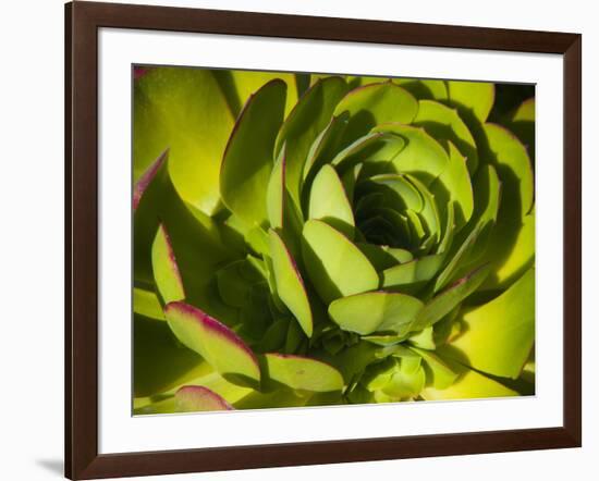 Giant Lobelia Plant Close-up-Anna Miller-Framed Photographic Print