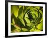 Giant Lobelia Plant Close-up-Anna Miller-Framed Photographic Print