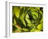 Giant Lobelia Plant Close-up-Anna Miller-Framed Photographic Print