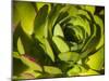 Giant Lobelia Plant Close-up-Anna Miller-Mounted Photographic Print