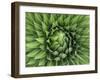 Giant Lobelia Rosette of Leaves, Mount Kenya National Park, Kenya-Martin Zwick-Framed Photographic Print