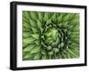 Giant Lobelia Rosette of Leaves, Mount Kenya National Park, Kenya-Martin Zwick-Framed Photographic Print