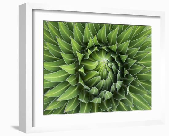 Giant Lobelia Rosette of Leaves, Mount Kenya National Park, Kenya-Martin Zwick-Framed Photographic Print