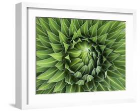 Giant Lobelia Rosette of Leaves, Mount Kenya National Park, Kenya-Martin Zwick-Framed Photographic Print