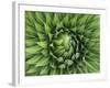 Giant Lobelia Rosette of Leaves, Mount Kenya National Park, Kenya-Martin Zwick-Framed Photographic Print