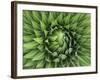 Giant Lobelia Rosette of Leaves, Mount Kenya National Park, Kenya-Martin Zwick-Framed Photographic Print