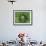 Giant Lobelia Rosette of Leaves, Mount Kenya National Park, Kenya-Martin Zwick-Framed Photographic Print displayed on a wall