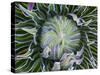 Giant Lobelia Rosette of Leaves, Mount Kenya National Park, Kenya-Martin Zwick-Stretched Canvas