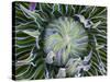 Giant Lobelia Rosette of Leaves, Mount Kenya National Park, Kenya-Martin Zwick-Stretched Canvas