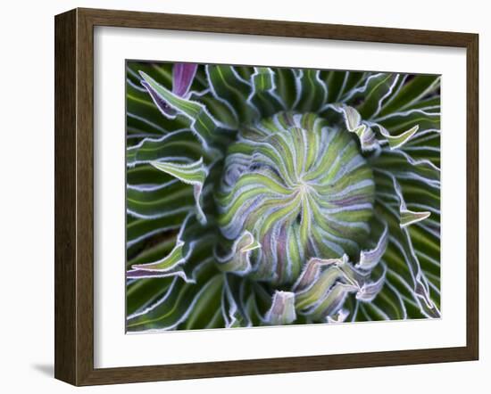 Giant Lobelia Rosette of Leaves, Mount Kenya National Park, Kenya-Martin Zwick-Framed Premium Photographic Print