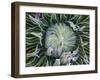 Giant Lobelia Rosette of Leaves, Mount Kenya National Park, Kenya-Martin Zwick-Framed Premium Photographic Print