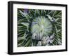 Giant Lobelia Rosette of Leaves, Mount Kenya National Park, Kenya-Martin Zwick-Framed Premium Photographic Print