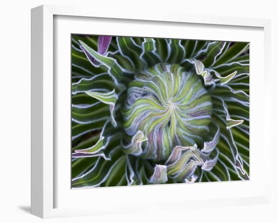 Giant Lobelia Rosette of Leaves, Mount Kenya National Park, Kenya-Martin Zwick-Framed Premium Photographic Print