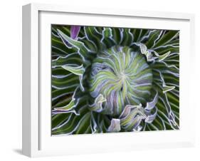 Giant Lobelia Rosette of Leaves, Mount Kenya National Park, Kenya-Martin Zwick-Framed Premium Photographic Print