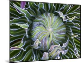 Giant Lobelia Rosette of Leaves, Mount Kenya National Park, Kenya-Martin Zwick-Mounted Premium Photographic Print