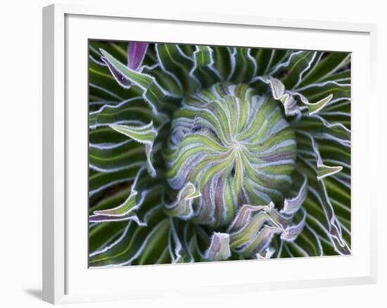 Giant Lobelia Rosette of Leaves, Mount Kenya National Park, Kenya-Martin Zwick-Framed Photographic Print