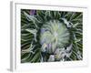 Giant Lobelia Rosette of Leaves, Mount Kenya National Park, Kenya-Martin Zwick-Framed Photographic Print