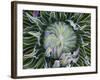 Giant Lobelia Rosette of Leaves, Mount Kenya National Park, Kenya-Martin Zwick-Framed Photographic Print