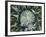 Giant Lobelia Rosette of Leaves, Mount Kenya National Park, Kenya-Martin Zwick-Framed Photographic Print