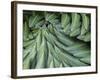 Giant Lobelia Rosette of Leaves, Mount Kenya National Park, Kenya-Martin Zwick-Framed Photographic Print