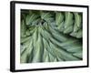 Giant Lobelia Rosette of Leaves, Mount Kenya National Park, Kenya-Martin Zwick-Framed Photographic Print