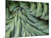 Giant Lobelia Rosette of Leaves, Mount Kenya National Park, Kenya-Martin Zwick-Mounted Photographic Print