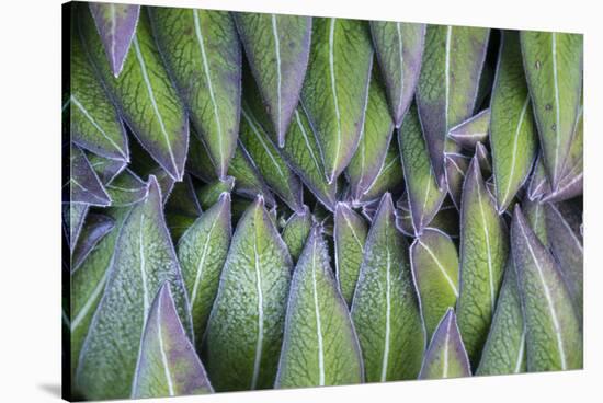 Giant Lobelia Rosette of Leaves, Mount Kenya National Park, Kenya-Martin Zwick-Stretched Canvas