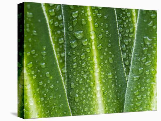 Giant Lobelia Rosette of Leaves, Mount Kenya National Park, Kenya-Martin Zwick-Stretched Canvas