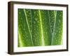 Giant Lobelia Rosette of Leaves, Mount Kenya National Park, Kenya-Martin Zwick-Framed Premium Photographic Print