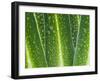 Giant Lobelia Rosette of Leaves, Mount Kenya National Park, Kenya-Martin Zwick-Framed Premium Photographic Print