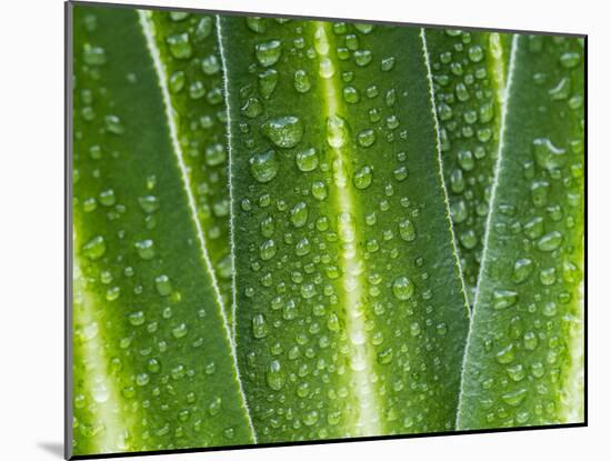 Giant Lobelia Rosette of Leaves, Mount Kenya National Park, Kenya-Martin Zwick-Mounted Premium Photographic Print