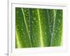 Giant Lobelia Rosette of Leaves, Mount Kenya National Park, Kenya-Martin Zwick-Framed Photographic Print