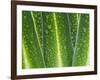 Giant Lobelia Rosette of Leaves, Mount Kenya National Park, Kenya-Martin Zwick-Framed Photographic Print