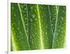 Giant Lobelia Rosette of Leaves, Mount Kenya National Park, Kenya-Martin Zwick-Framed Photographic Print