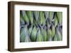 Giant Lobelia Rosette of Leaves, Mount Kenya National Park, Kenya-Martin Zwick-Framed Photographic Print