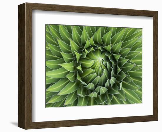 Giant Lobelia Rosette of Leaves, Mount Kenya National Park, Kenya-Martin Zwick-Framed Photographic Print