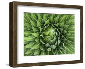 Giant Lobelia Rosette of Leaves, Mount Kenya National Park, Kenya-Martin Zwick-Framed Photographic Print