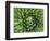 Giant Lobelia Rosette of Leaves, Mount Kenya National Park, Kenya-Martin Zwick-Framed Photographic Print