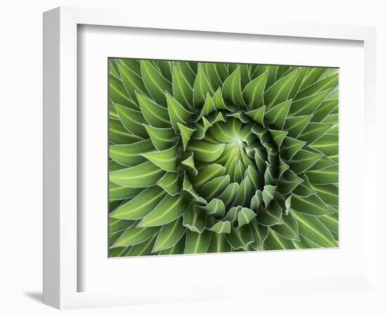 Giant Lobelia Rosette of Leaves, Mount Kenya National Park, Kenya-Martin Zwick-Framed Photographic Print