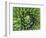 Giant Lobelia Rosette of Leaves, Mount Kenya National Park, Kenya-Martin Zwick-Framed Photographic Print