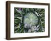 Giant Lobelia Rosette of Leaves, Mount Kenya National Park, Kenya-Martin Zwick-Framed Photographic Print