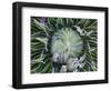 Giant Lobelia Rosette of Leaves, Mount Kenya National Park, Kenya-Martin Zwick-Framed Photographic Print