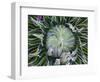 Giant Lobelia Rosette of Leaves, Mount Kenya National Park, Kenya-Martin Zwick-Framed Photographic Print