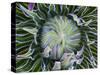 Giant Lobelia Rosette of Leaves, Mount Kenya National Park, Kenya-Martin Zwick-Stretched Canvas