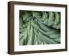 Giant Lobelia Rosette of Leaves, Mount Kenya National Park, Kenya-Martin Zwick-Framed Photographic Print