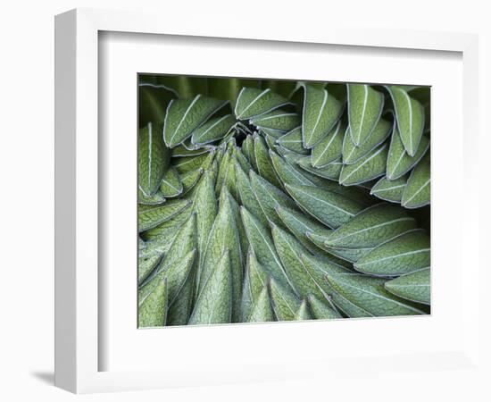 Giant Lobelia Rosette of Leaves, Mount Kenya National Park, Kenya-Martin Zwick-Framed Photographic Print