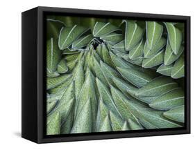 Giant Lobelia Rosette of Leaves, Mount Kenya National Park, Kenya-Martin Zwick-Framed Stretched Canvas