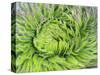 Giant Lobelia Rosette of Leaves, Mount Kenya National Park, Kenya-Martin Zwick-Stretched Canvas